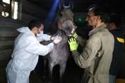 تست سرمی و پایش بیماری مشمشه بیش از یکصد رأس اسب توسط اداره دامپزشکی اسدآباد